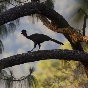 Crested guan (Penelope purpurascens), Finca Arroyo Negro, El Triunfo Biosphere Reserve Crested guan (Penelope purpurascens), Finca Arroyo Negro, El Triunfo Biosphere Reserve