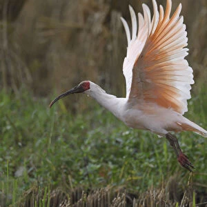 Crested ibis (Nipponia nippon) flying, Yangxian Nature Reserve, Shaanxi, China, September