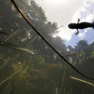 Crested Newt (Triturus cristatus carnifex) underwater view of female swimming on surface