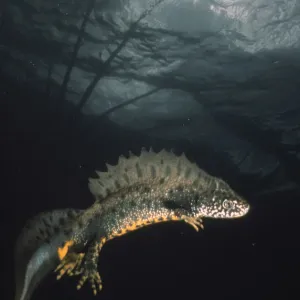 Crested newt {Triturus cristatus} swimming underwater, UK