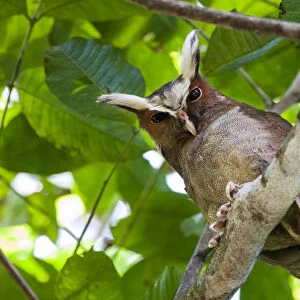 Crested Owl (Lophostrix cristata) lowland rainforests near Cristalino Jungle Lodge