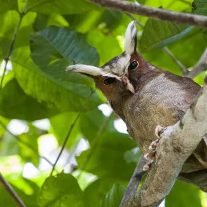 Crested Owl (Lophostrix cristata) lowland rainforests near Cristalino Jungle Lodge