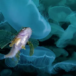 Crested sculpin hiding in a Moon jellyfish smack, Print Crested sculpin hiding in a Moon jellyfish smack, Print