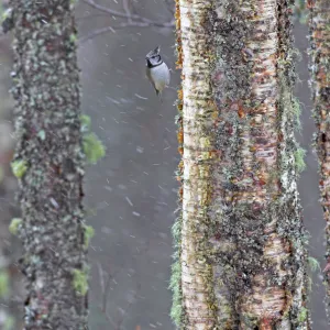 Crested tit (Lophophanes cristatus) clinging to lichen covered tree in snowfall, Scotland