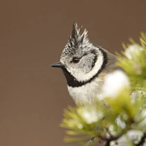 Crested tit (Lophophanes cristatus) perched on snowy conifer branch, Scotland, March
