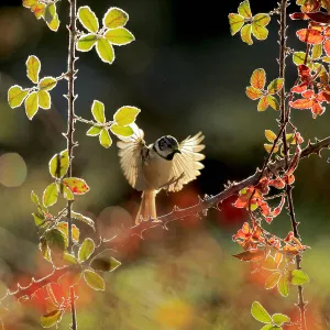 Crested tit (Lophophanes cristatus) about to land on Elmleaf blackberry