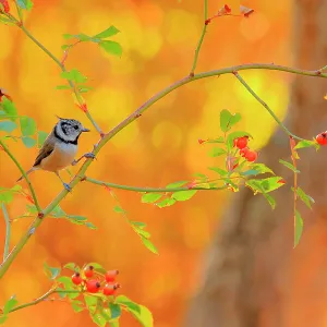 Crested tit (Lophophanes cristatus), Sierra de Grazalema Natural Park, Southern Spain. September