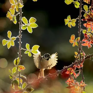 Crested tit about to land on Elmleaf blackberry Print Crested tit about to land on Elmleaf blackberry Print
