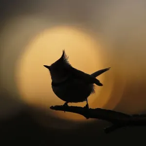 Crested tit (Lophophanes cristatus) silhouetted against sunset bokeh. Cairngorms National Park