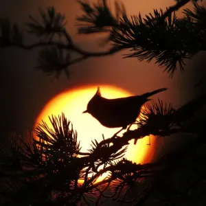 Crested tit (Lophophanes cristatus) at sunset silhouetted against setting sun