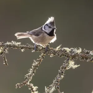 Tit de crestado (Parus cristatus) iluminado por detrás en una rama cubierta de líquenes, bosque Inshriach. Tit de crestado (Parus cristatus) iluminado por detrás en una rama cubierta de líquenes, bosque Inshriach.