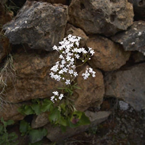 Cretan valerian (Valeriana asarifolia) in flower growing between rocks, Prina, Crete