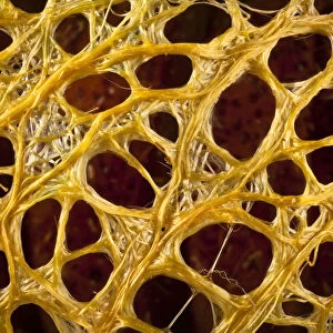 Cricula silkmoth (Cricula trifenestrata) close up of cocoon showing silk fibres originating