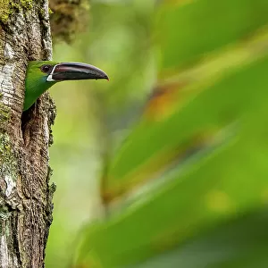 Crimson-rumped toucanet (Aulacorhynchus haematopygus) peering our from nest hole in tree trunk, Pichincha, Ecuador