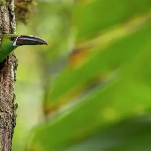 Crimson-rumped toucanet (Aulacorhynchus haematopygus) peering our from nest hole in tree trunk, Pichincha, Ecuador Crimson-rumped toucanet (Aulacorhynchus haematopygus) peering our from nest hole in tree trunk, Pichincha, Ecuador