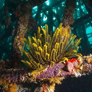 Crinoid (Crinoidea) on artificial reef. Mabul, Malaysia
