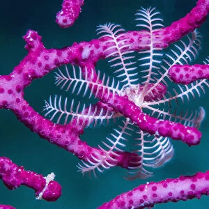 Crinoid (Crinoidea) on Soft coral (Alcyonacea). Derawan Islands, East Kalimantan
