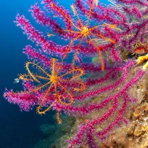 Crinoid or feather star (Antedon mediterranea) on Violescent sea whip or Red sea fan