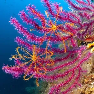 Crinoide o estrella de plumas (Antedon mediterranea) sobre Violescente sea whip o Red sea fan. Crinoide o estrella de plumas (Antedon mediterranea) sobre Violescente sea whip o Red sea fan.