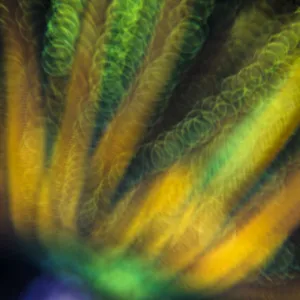 Crinoid (Oxycomanthus bennetti). Romeo Reef, Yillet, Misool, Raja Ampat, West Papua, Indonesia