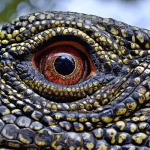 Crocodile monitor (Varanus salvadorii) close up eye, captive, occurs in New Guinea Crocodile monitor (Varanus salvadorii) close up eye, captive, occurs in New Guinea