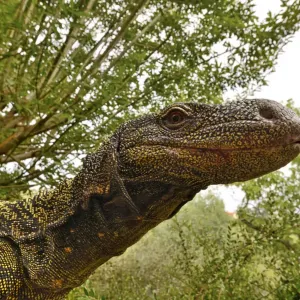 Crocodile monitor (Varanus salvadorii) portrait, captive, occurs in New Guinea Crocodile monitor (Varanus salvadorii) portrait, captive, occurs in New Guinea