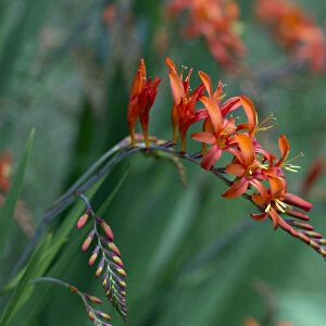 Crocosmia Lucifer montbretia flowers, cultivated plant growing in garden