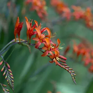 Crocosmia Lucifer Montbretia Print (Orange) Crocosmia Lucifer Montbretia Print (Orange)