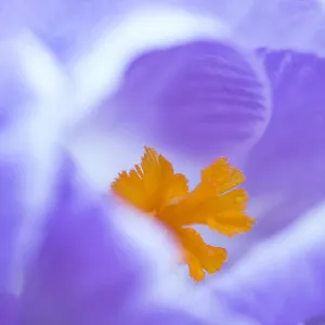 Crocus flower (Crocus sp) stigma - close up