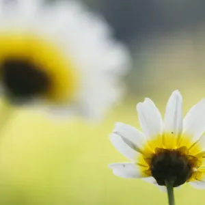 Crown daisy flower (Glebionis coronarium) Menorca, Balearic Islands, Spain, Europe Crown daisy flower (Glebionis coronarium) Menorca, Balearic Islands, Spain, Europe