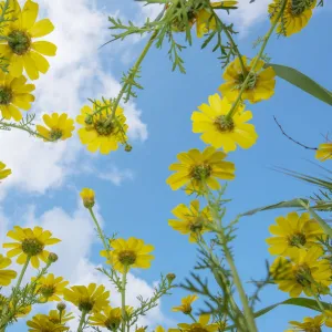 Crown daisy (Glebionis coronarium) flowers against sky, low angle view. Cyprus. April