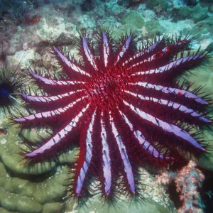 Crown of thorns starfish Print, Acanthaster planci Crown of thorns starfish Print, Acanthaster planci