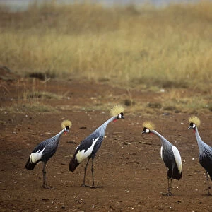 Four Crowned cranes {Balearica regulorum} Kenya