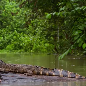 Crowned dwarf caiman (Paleosuchus trigonatus) male resting on a log. Yasuni National Park