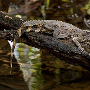 Crowned dwarf / Smooth-fronted caiman (Paleosuchus trigonatus) with mouth open, Cuyabeno
