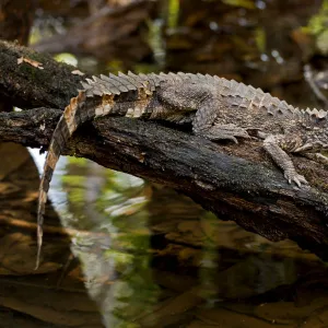 Crowned dwarf / Smooth-fronted caiman (Paleosuchus trigonatus) with mouth open, Cuyabeno