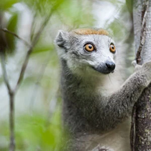 Crowned lemur (Eulemur coronatus) female, east coast of Madagascar