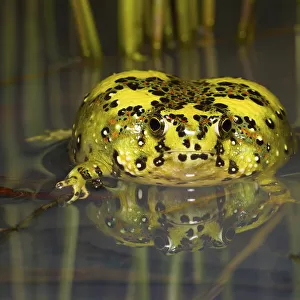 Crucifix toad / Holy cross frog (Notaden bennetti) sitting in shallow water after heavy summer rain, Westmar, Queensland, Australia
