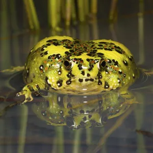 Crucifix toad / Holy cross frog (Notaden bennetti) sitting in shallow water after heavy summer rain, Westmar, Queensland, Australia