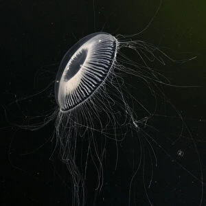 Crystal jellyfish (Aequorea victoria) in deep water, Trondheimsfjord, Norway, Atlantic Ocean