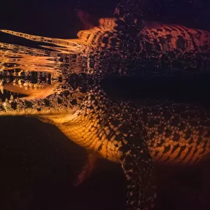 Cuban crocodile (Crocodylus rhombifer) submerged in a cenote in Cienaga de Zapata National Park