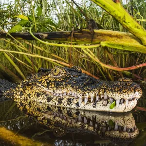 Cuban crocodile (Crocodylus rhombifer) in a cenote in Cienaga de Zapata National Park