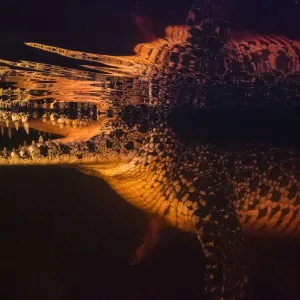 Cuban crocodile (Crocodylus rhombifer) submerged in a cenote in Cienaga de Zapata National Park Cuban crocodile (Crocodylus rhombifer) submerged in a cenote in Cienaga de Zapata National Park