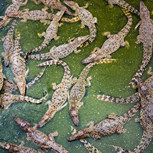 Cuban crocodiles (Crocodylus rhombifer) photographed on a crocodile farm started