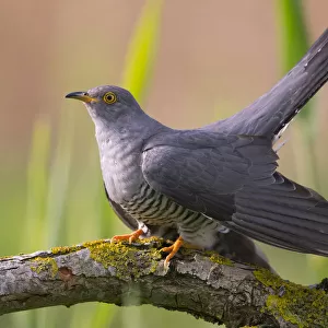 Cuckoo (Cuculus canorus) male, Germany, April