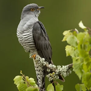 Cuckoo (Cuculus canorus) perched on a branch. Thursley Common, Surrey, UK, May