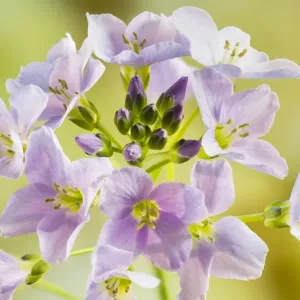 Cuckoo flower or Ladys smock (Cardamine pratensis) on Hawkesbury Common Cuckoo flower or Ladys smock (Cardamine pratensis) on Hawkesbury Common