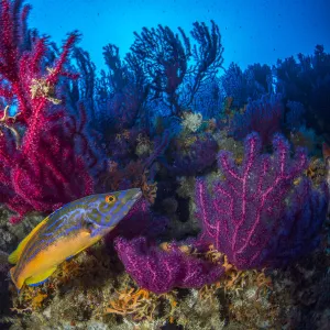 Cuckoo wrasse (Labrus mixtus) male in front of Red sea fan, (Paramuricea clavata)