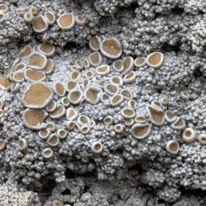 Cudbear Lichen (Ochrolechia tartarea) growing on quartzite rock