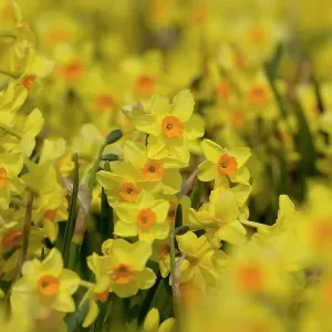 Cultivated Daffodils (Narcissus sp) flowering, Happisburgh, Norfolk, UK, March Cultivated Daffodils (Narcissus sp) flowering, Happisburgh, Norfolk, UK, March